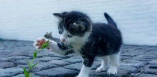 Fotografowanie zwierząt