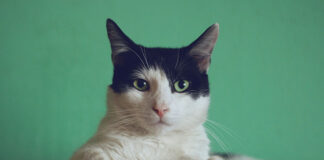 Kiedy wybrać karmy lecznicze dla kotów