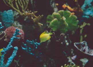 Elementy dekoracyjne i drobne akcesoria do akwarium