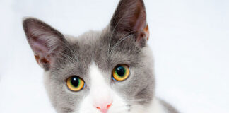 Jak wybrać najlepszą karmę dla kota