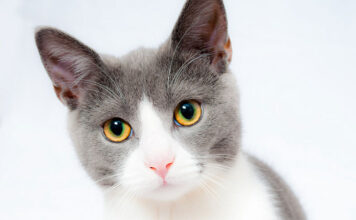 Jak wybrać najlepszą karmę dla kota