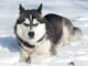 Husky – pies, który kocha zimę! Co musisz wiedzieć o tej rasie? siberian husky