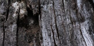 Jak napowietrzanie wody w oczku wodnym?