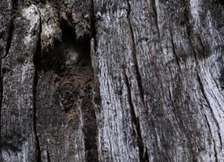 Jak napowietrzanie wody w oczku wodnym?