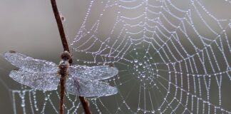 Jak zrobić samemu pajęczynę?