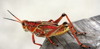 Jak zrobić konika z kasztanów?