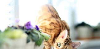 Co można postawić na parapecie w salonie?