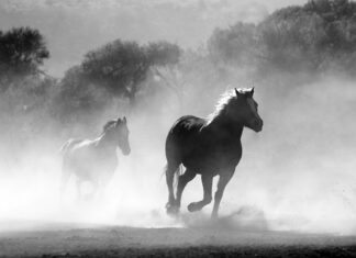 Czy można palić drewnem modrzewiowym?