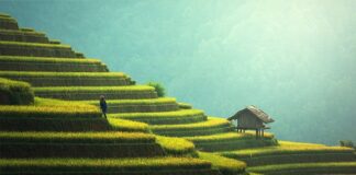 Ile wytrzyma taras z modrzewia?