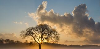 Co lepsze dąb czy buk?