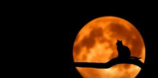 Jak zrobić ozdoby z papieru na Halloween?