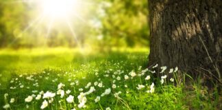 Jak zrobić kwiaty z drucików kreatywnych?