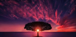 Jakie drzewo do oczka wodnego?