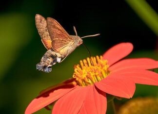 Jakie dysze do nawadniania?