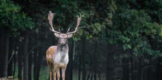 Jaki gatunek drewna na podłogę?