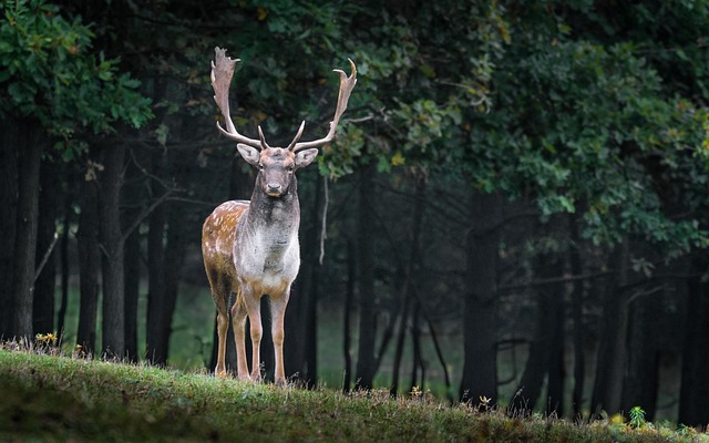 Jaki gatunek drewna na podłogę? Jaki gatunek drewna na podłogę?