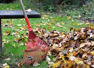 Czy grabić trawnik po koszeniu?