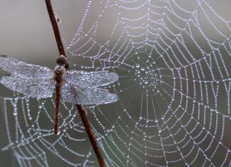 Jak zrobić pajęczynę na drzwiach?