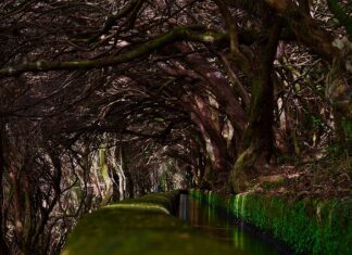 Jak zbudować system nawadniający?