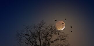 Jak zrobić nietoperza na patyku?