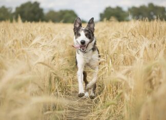 Na jaką odległość działa czujnik ruchu?