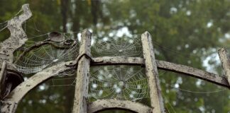 Z czego można zrobić pajęczynę na Halloween?