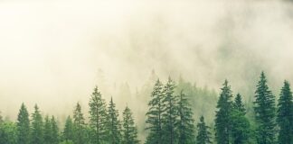 Czy sosna nadaje się na podłogę?