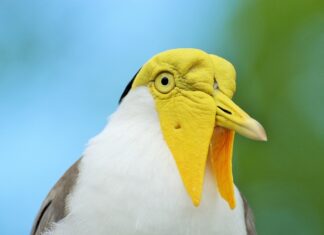 Po co pije się czaj?