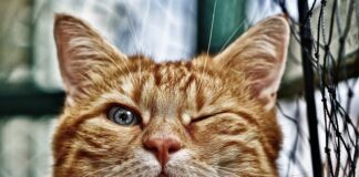 Czym obsadzić oczko wodne?