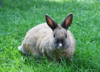 O czym świadczy okopcona rura wydechowa?