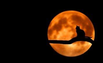 Jak spędzić Halloween ze znajomymi? Jak spędzić Halloween ze znajomymi?