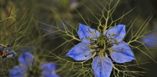 Jak pozbyć się zielonej wody w oczku wodnym?