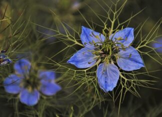 Jak pozbyć się zielonej wody w oczku wodnym?
