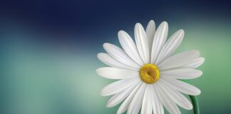 Do czego jest biała deska?