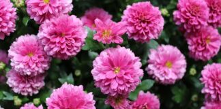 Jakie drewno jest najbardziej wytrzymałe?