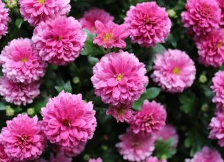 Jakie drewno jest najbardziej wytrzymałe?