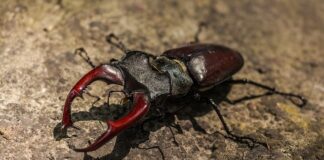 Jak zrobić jelonka z gałęzi?