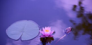 Co posadzić nad stawem?