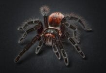 Jak zrobić pająka z drucików?