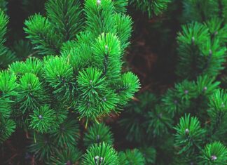 Co ubierano zamiast choinki?