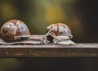 Jak podłączyć czujnik ruchu do alarmu?