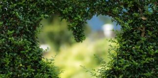 Co oznacza zielona szata?