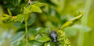 Ile kosztuje dębowa podłoga?