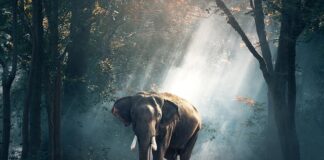 Co jest symbolem świąt?