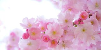 Jakie rośliny w oczku wodnym?