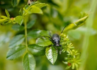 Czym pomalować Dębowa ławkę?