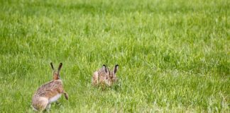 Jak zrobić lampę bez prądu?