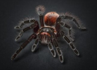 Jak zrobić pająka z kasztana?
