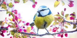 Jak pozbyć się żółty nalot na desce sedesowej?