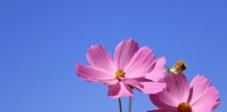 Jak zrobić kwiatki z dyni?